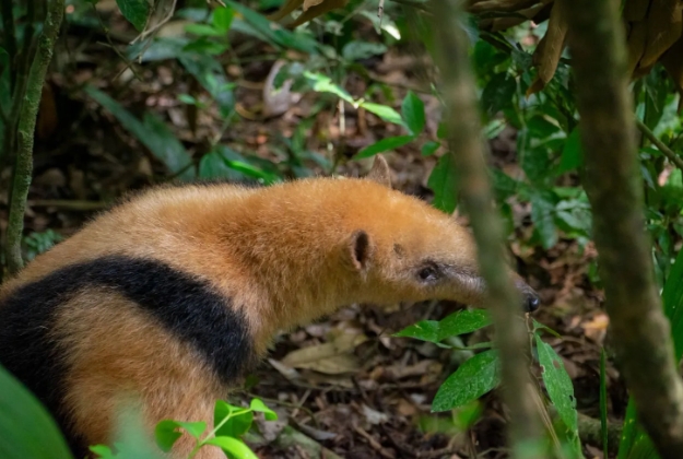 Monos, un oso melero y un tucán fueron liberados en el Parque Moconá 2